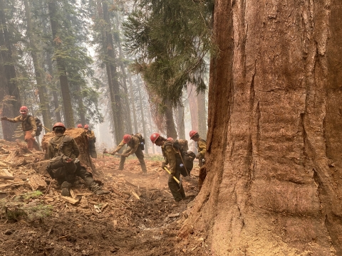 A fire crew in a forest by a levelled tree