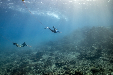 Snorkeler surveying for invasive starfish