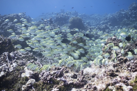 School of reef fish around coral