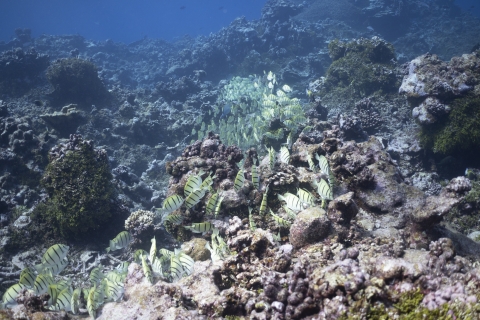 Reef fish swimming along the coral reef