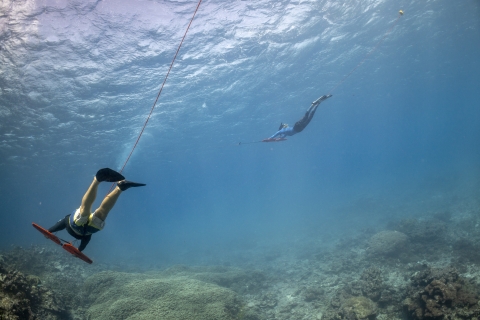 Snorkeler surveying for invasive starfish