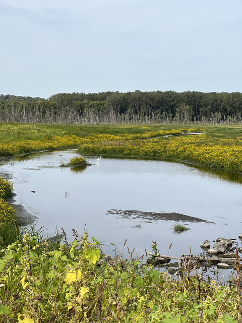 swamp surrounded by green plants and tall trees in the background