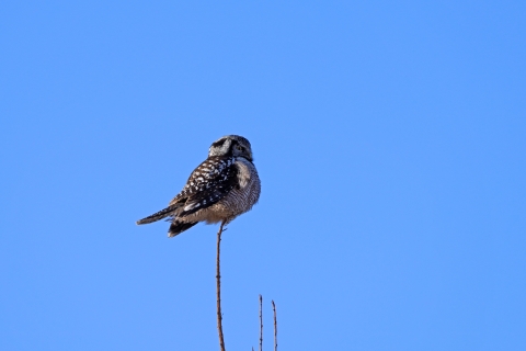 A northern hawk owl perched at the top of a tamarack tree