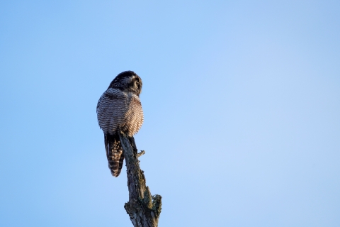 A northern hawk owl perched at the top of a dead tree