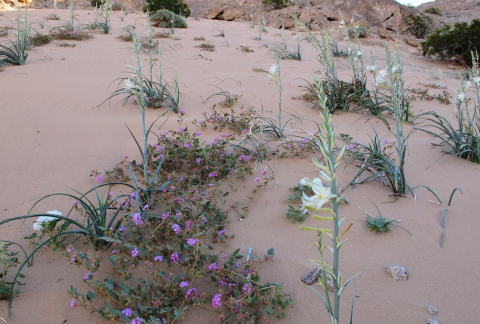 Plants in a sandy desert