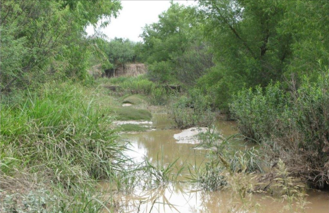 A body of water surrounded by dense vegetation