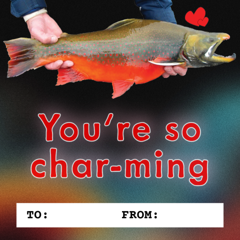 A graphic intended to look like a Valentine’s Day card has the image of an arctic char being held by a person. The background is dark with orange and red colors and text that reads “You're so char-ming. To: From:”