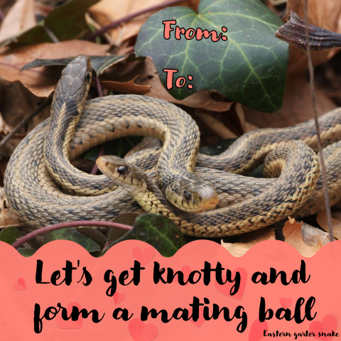 A graphic intended to look like a Valentine’s Day card has a group of garter snakes wrapped up in a mating ball. The image has a bright red border with hearts and text that says “Let’s get knotty and form a mating ball. From: To:”