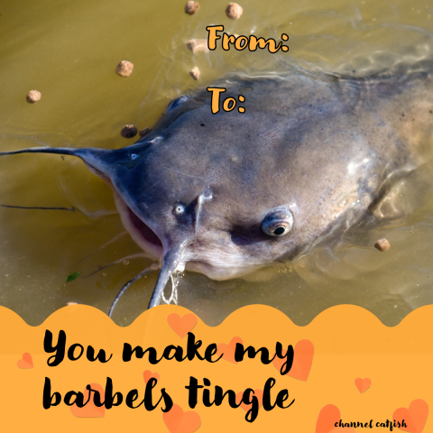 A graphic intended to look like a Valentine’s Day card has the image of channel catfish in murky water. The background is orange with brightly colored with hearts and text that reads “You make my barbels tingle To: From:”
