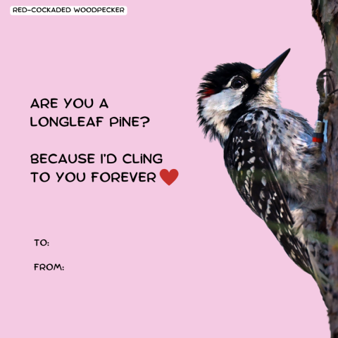 A graphic intended to look like a Valentine’s Day card has the image of a woodpecker clinging to a tree. The image is brightly colored with some hearts and the text reads “Are you a longleaf pine? Because I’d cling to you forever. To: From:”
