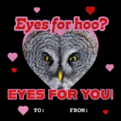 A graphic intended to look like a Valentine’s Day card has the image of a Great grey owl. The background is black with brightly colored with hearts and text that reads “Eyes for hoo? Eyes for you. To: From:”