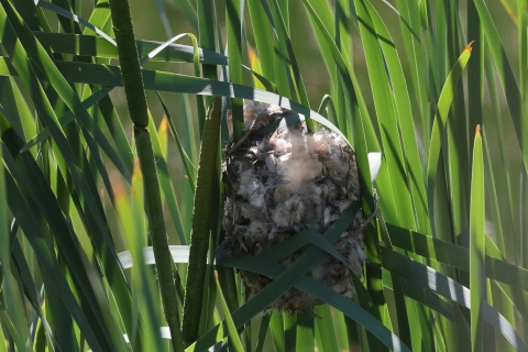 A nest of a marsh wren built in some cattails