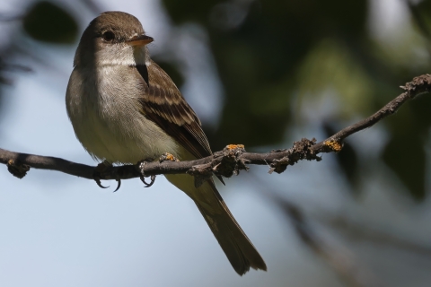 A willow flycatcher perched on a branch