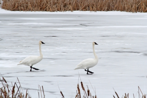 Two swans stand on a frozen pond