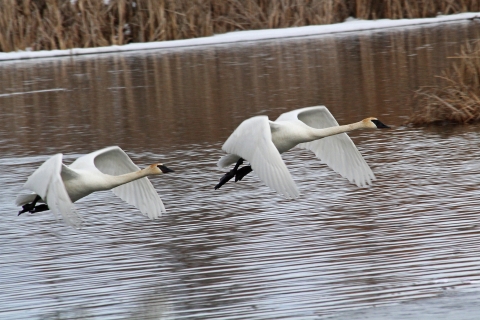 Two swans taking flight from a pond