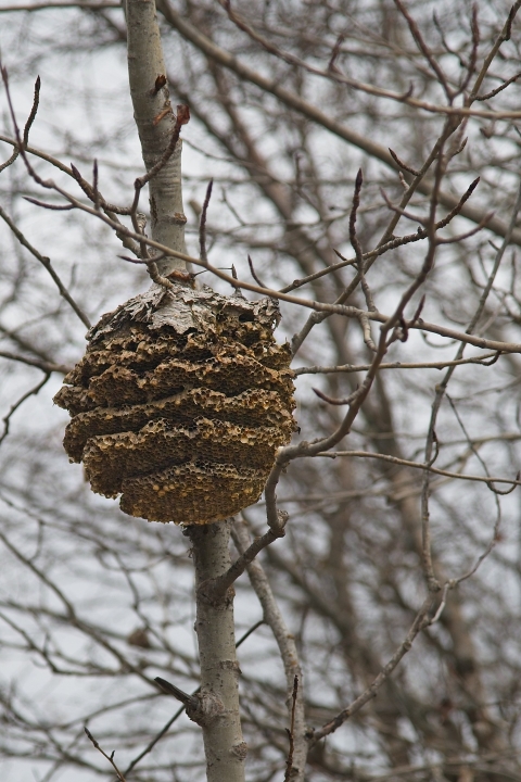 A wasp nest sits exposed on a bare tree in winter