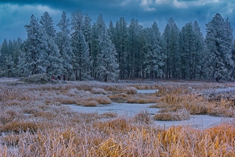 A cloudy winter landscape with a frozen wetland in the foreground and snow dusted trees in the background