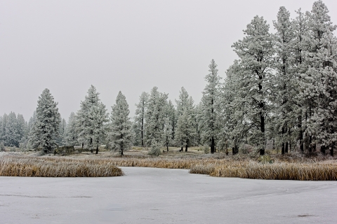 Snow covered pines surround a frozen window