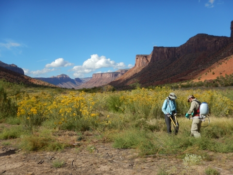 Two individuals equipped with field equipment work in a grassland