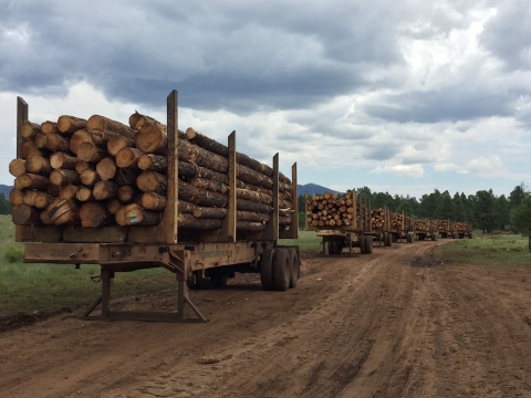 Trailers filled with logs near a forest