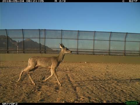 A deer crosses a bridge