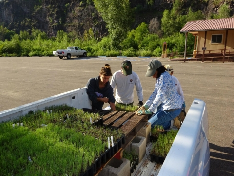 Four individuals load the back of a pickup truck with plants