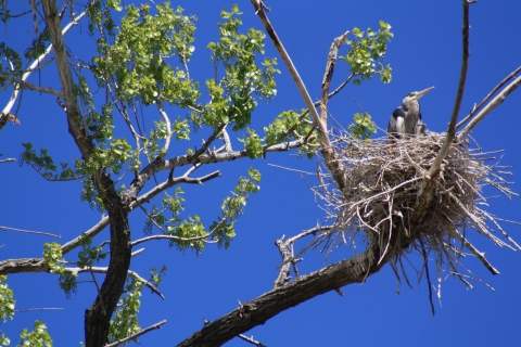 A bird sits in a nest in a tree