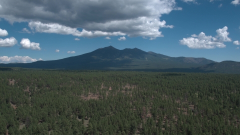 A forest in front of mountains