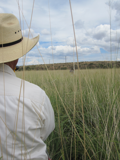 A man standing in a field of tall grasses