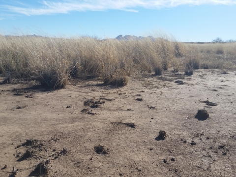 A dry area in a grassland