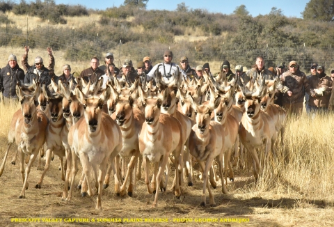 People herding sheep across a field