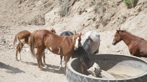 Horses stand around an empty water container