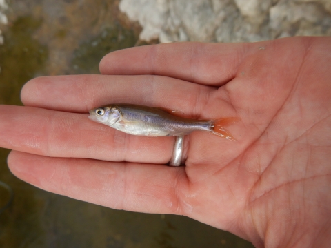 A small fish in the palm of a person's hand