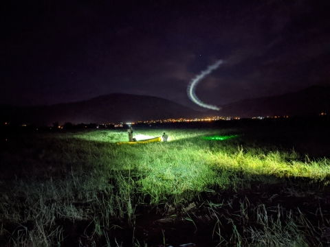 Researchers search for bullfrogs in a wetland at night