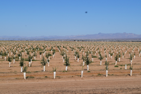A field of planted trees