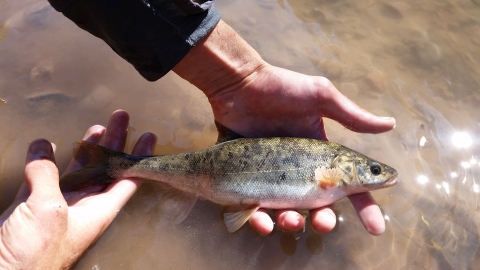 A fish being held just above water by a person's hands
