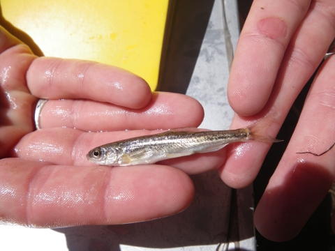 A small fish held in a person's hands
