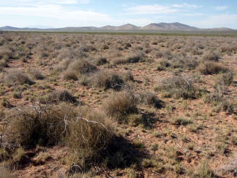 A grassland landscape with some shrubs
