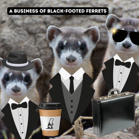 Multiple black-footed ferrets wearing business suits. There is a prairie dog coffee cup and a briefcase. 