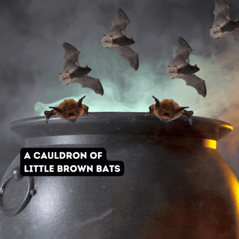 Multiple little brown bats swirling around the top of a cauldron 