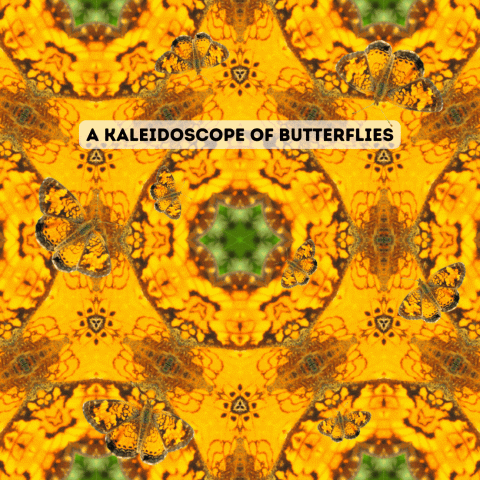 An orange and black kaleidoscope visual made of Northern crescent butterflies