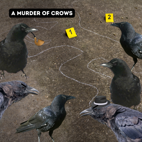 Multiple crows surrounding the crime outline of a body 