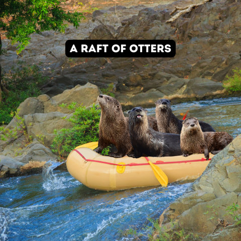 A group of North American river otters riding a raft down a river
