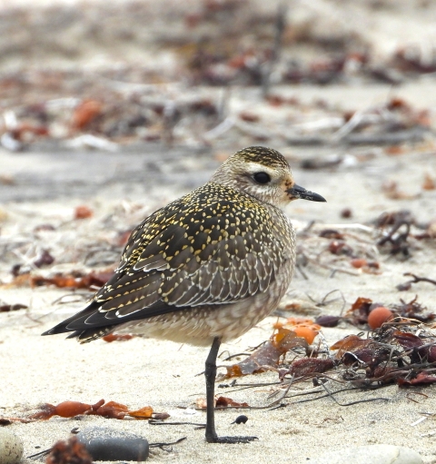 bird on a beach