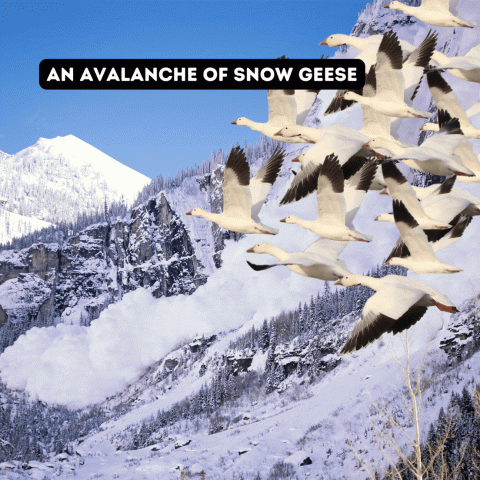 A graphic of multiple snow geese tumbling down a mountain 
