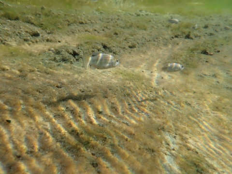 Blue-tinted fish in shallow water with tan pebble-like surface. Water is blue green towards the top.