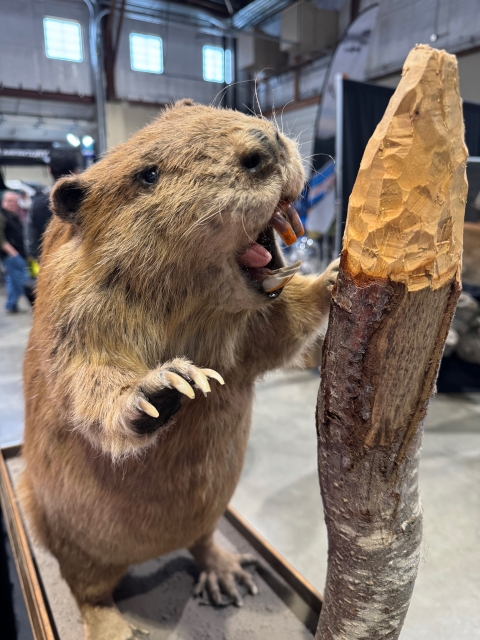 A taxidermied beaver