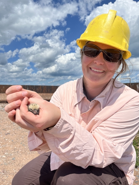 A biologist in a yellow hard hat holding a small fuzzy bird while kneeling on sandy ground