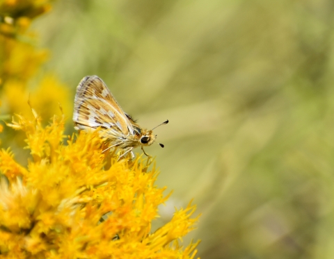 A yellow and white moth on a yellow flower