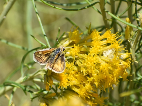 A yellow and brown moth on a yellow and green plant